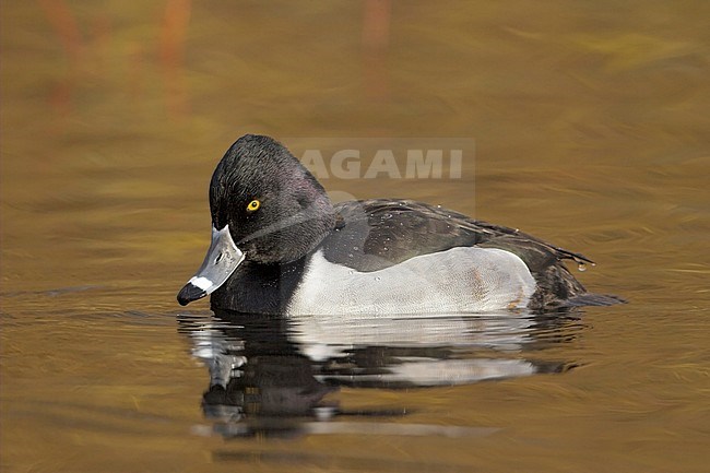 Ring-necked Duck (Aythya collaris) swimming on a pond in Victoria, BC, Canada. stock-image by Agami/Glenn Bartley,