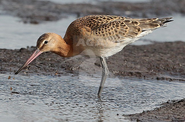 Icelandic Black-tailed Godwit (Limosa limosa islandica), juvenile standing, seen from the side. stock-image by Agami/Fred Visscher,