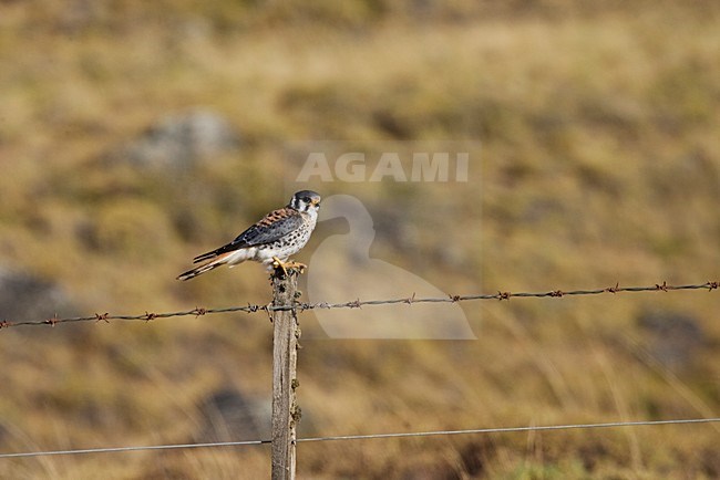 Mannetje Amerikaanse Torenvalk zittend op paaltje; Male American Kestrel perched on pole stock-image by Agami/Marc Guyt,