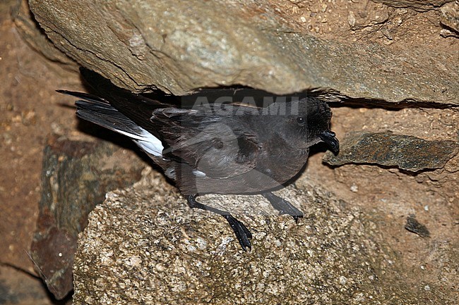 European Storm Petrel (Hydrobates pelagicus) in the breeding colony during mid August on Ouessant Island in France. stock-image by Agami/Aurélien Audevard,