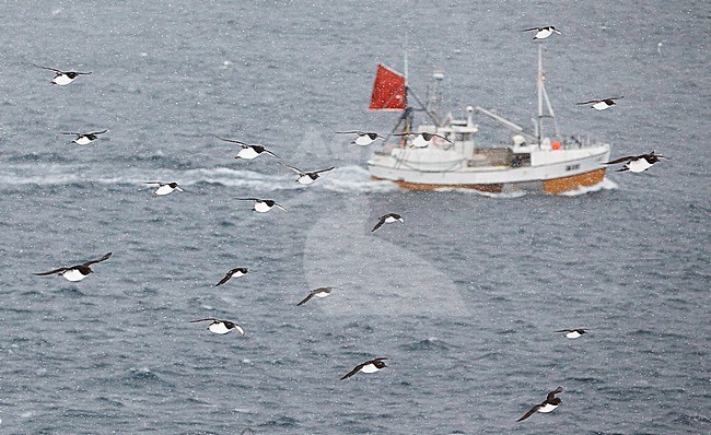 Guillemot (Uria aalge) Norway VardÃ¶ March 2016 stock-image by Agami/Markus Varesvuo,