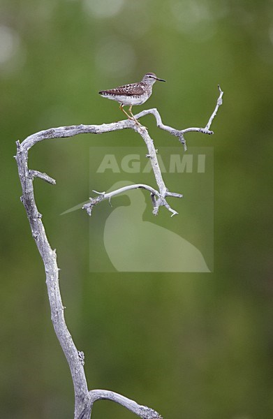 Volwassen Bosruiter zittend in een boom; Adult Wood Sandpiper perched in a tree stock-image by Agami/Markus Varesvuo,