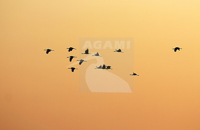 Jufferkraanvogel in vlucht; Demoiselle Crane (Anthropoides virgo) in flight stock-image by Agami/James Eaton,