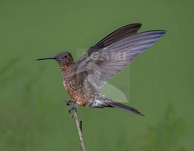 Giant Hummingbird, Patagona gigas, perched. stock-image by Agami/Dustin Chen,