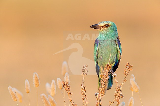 European Roller (Coracias garrulus), front view of an adult female perched on an Asphodelus sp., Campania, Italy stock-image by Agami/Saverio Gatto,