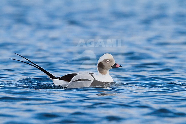 Long-tailed Duck - Eisente - Clangula hyemalis, Norway, adult male, winter stock-image by Agami/Ralph Martin,