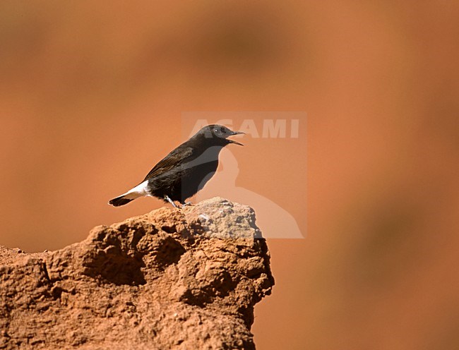 Black Wheatear singing; Zwarte Tapuit zingend stock-image by Agami/Markus Varesvuo,