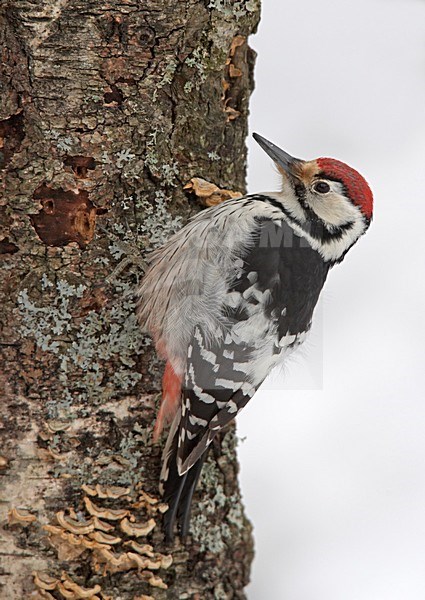 White-backed Woodpecker perched against a tree; Witrugspecht zittend tegen boom stock-image by Agami/Markus Varesvuo,