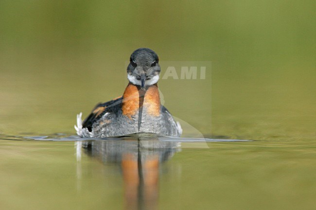 Grauwe Franjepoot zwemmend;  Red-necked Phalarope swimming stock-image by Agami/Menno van Duijn,