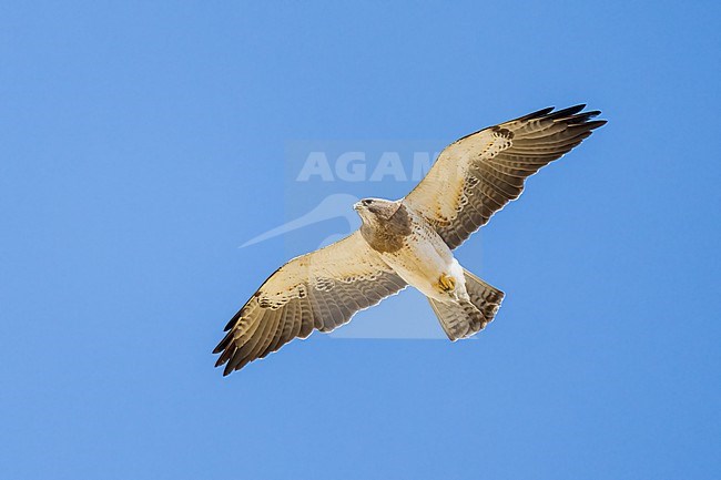 Adult (light morph)
San Diego Co., CA
April 2023 stock-image by Agami/Brian E Small,