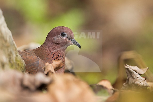 Laughing Dove - Palmtaube - Streptopelia senegalensis ssp. cambayensis, Turkey, adult stock-image by Agami/Ralph Martin,