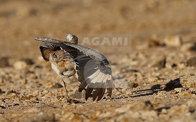 Houbara Bustard (Chlamydotis undulata fuertaventurae) at Tindaya Plains, Fuerteventura, Canary Islands stock-image by Agami/Helge Sorensen,