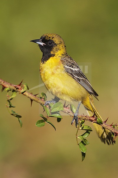 1st spring male
Galveston Co., TX
April 2012 stock-image by Agami/Brian E Small,