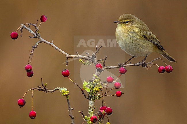 Common Chiffchaff, Phylloscopus collybita, in Italy. stock-image by Agami/Daniele Occhiato,