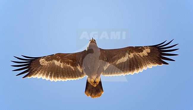 Steppearend in de vlucht; Steppe Eagle in flight stock-image by Agami/Markus Varesvuo,