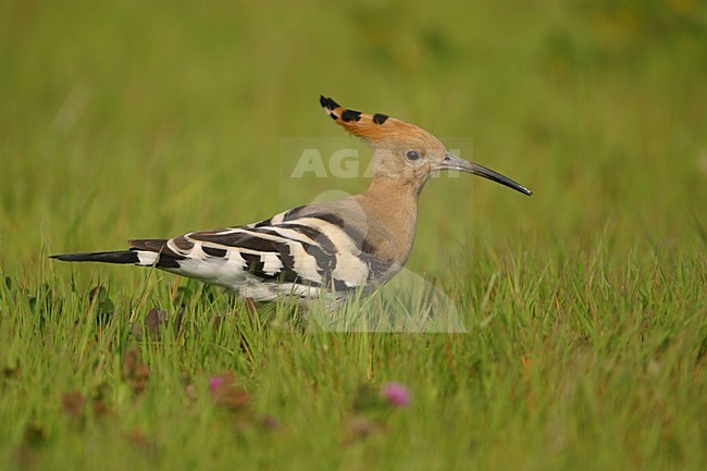 Hop zittend in gras; Eurasian Hoopoe perched in gras stock-image by Agami/Bill Baston,