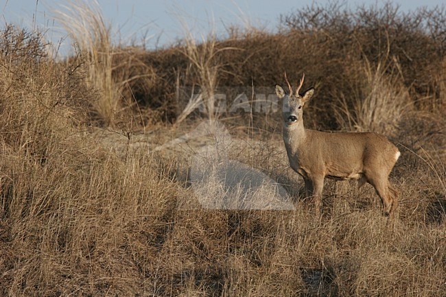 Ree in de duinen; Roe Deer in dunes stock-image by Agami/Menno van Duijn,