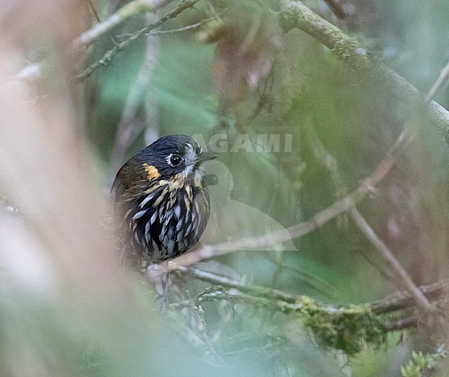 Crescent-faced antpitta (Grallaricula lineifrons) perched in understory of Ecuadorian montane rain forest. stock-image by Agami/Dani Lopez-Velasco,