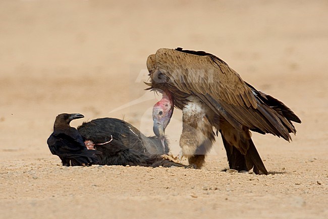 Volwassen Oorgier etend van kadaver; Adult Lappet-faced Vulture eating from dead animal stock-image by Agami/Daniele Occhiato,