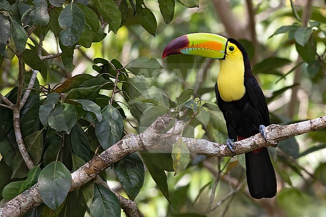 Keel-billed Toucan (Ramphastos sulfuratus) perched on a branch in a rainforest in Guatemala. Also known as sulfur-breasted toucan or rainbow-billed toucan. stock-image by Agami/Dubi Shapiro,