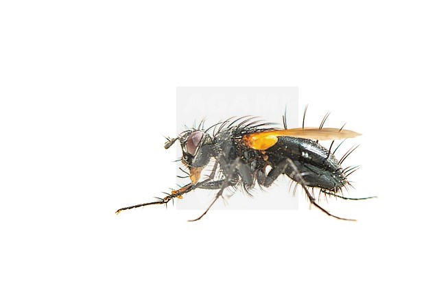 Zophomyia temula stock-image by Agami/Wil Leurs,