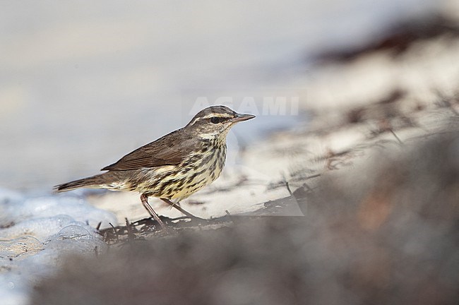 Northern Waterthrush (Parkesia noveboracensis) walking on the beach at Dry Tortugas, USA stock-image by Agami/Helge Sorensen,