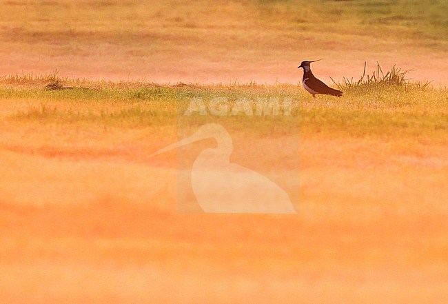 Northern Lapwing, Vanellus vanellus, standing in a meadow. Wildlife and nature image from the Netherlands. stock-image by Agami/Menno van Duijn,