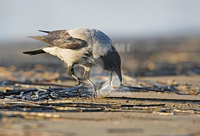 Bonte Kraai foeragerend in de winter; Hooded Crow foraging in winter stock-image by Agami/Markus Varesvuo,