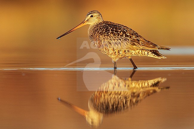 Rode Grutto, Hudsonian Godwit stock-image by Agami/Glenn Bartley,