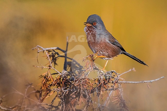 Dartford Warbler (Sylvia undata undata) setting off stock-image by Agami/Daniele Occhiato,