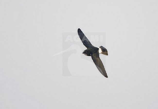 Huisgierzwaluw, Little Swift, Apus affinis stock-image by Agami/Marc Guyt,