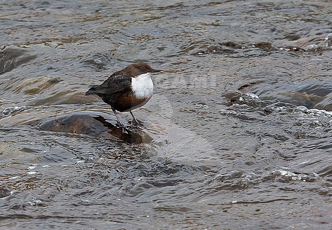 White-throated Dipper (Cinclus cinclus gularis) British subspecies/race standing on a rock in fast-flowing river showing white eyelids stock-image by Agami/Andy & Gill Swash ,