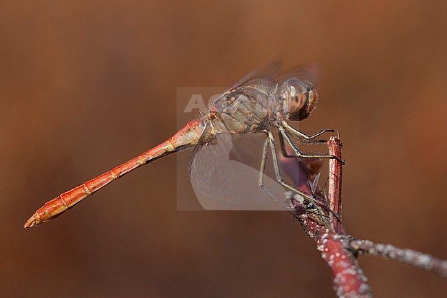 Imago Zuidelijke heidelibel; Adult Southern Darter stock-image by Agami/Fazal Sardar,