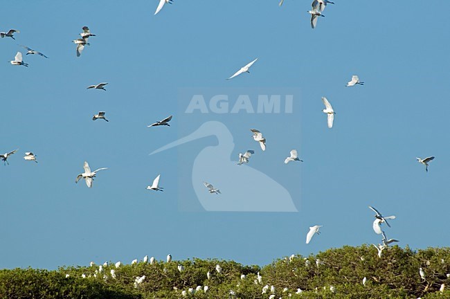 Kleine zilverreigers en Koereigers boven broed kolonie Spanje, Little egrets and Cattle egrets above breeding colony Spain stock-image by Agami/Wil Leurs,