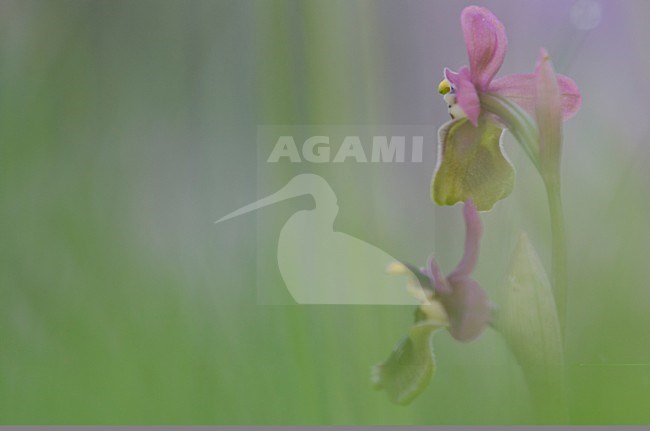 Bloeiende Spiegelorchis, Flowering Ophrys stock-image by Agami/Rob de Jong,