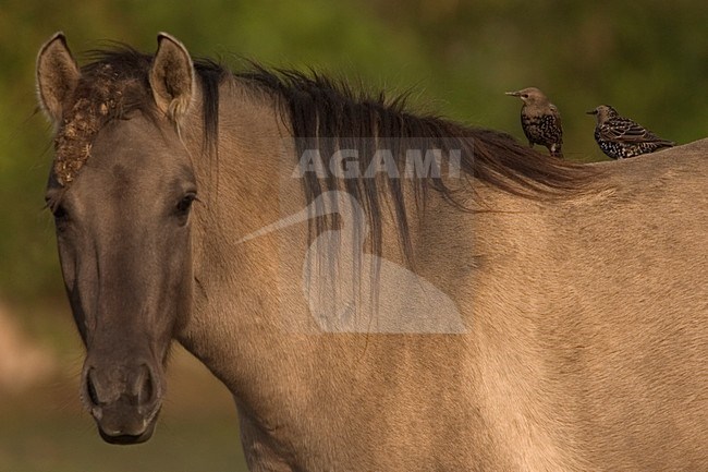 Konikpaard; Wild horse stock-image by Agami/Harvey van Diek,