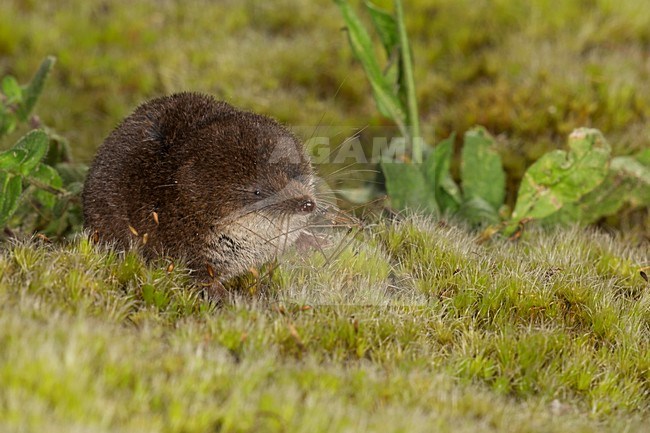 Dwergspitsmuis foeragerend in de vegetatie, Pygmy Shrew foeraging in the vegetation stock-image by Agami/Theo Douma,