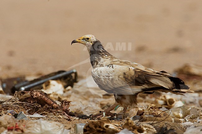 Onvolwassen Aasgier; Immature Egyptian Vulture stock-image by Agami/Daniele Occhiato,