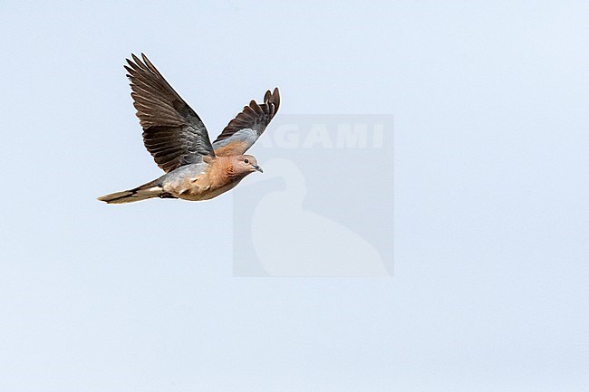 Laughing Dove (Streptopelia senegalensis) in Israel. stock-image by Agami/Marc Guyt,