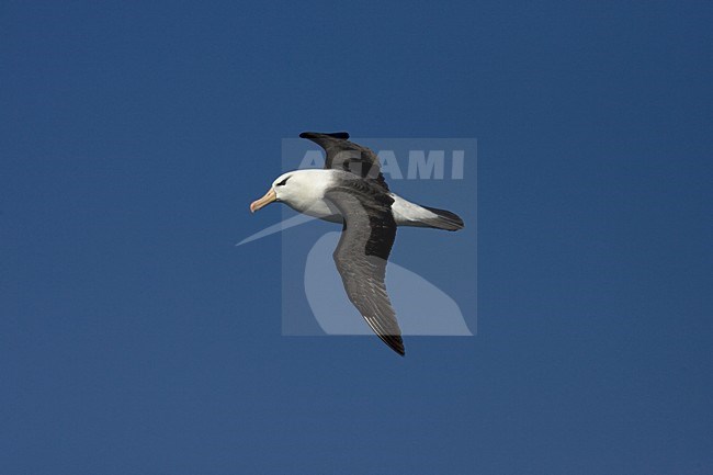 Adult Black-browed Albatross flying above blue sky; volwassen Wenkbrauwalbatros vliegend tegen blauwe lucht stock-image by Agami/Marc Guyt,