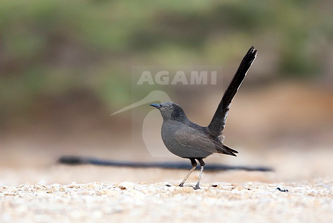 Black Scrub Robin (Cercotrichas podobe) in southern Negev desert in Israel. stock-image by Agami/Marc Guyt,