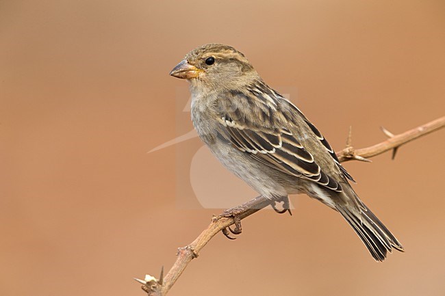 Vrouwtje Spaanse Mus; Spanish Sparrow female stock-image by Agami/Daniele Occhiato,