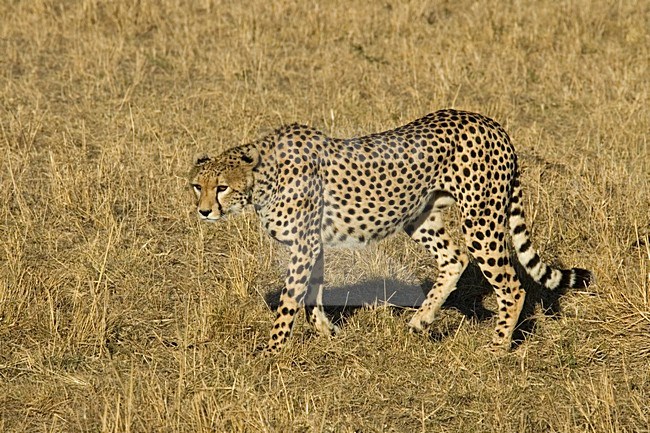 Cheetah Masai Mara Kenia, Jachtluipaard Masai Mara Kenia stock-image by Agami/Martijn Verdoes,