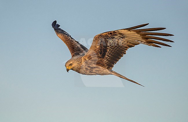 Red Kite (Milvus milvus) in flight stock-image by Agami/Alain Ghignone,