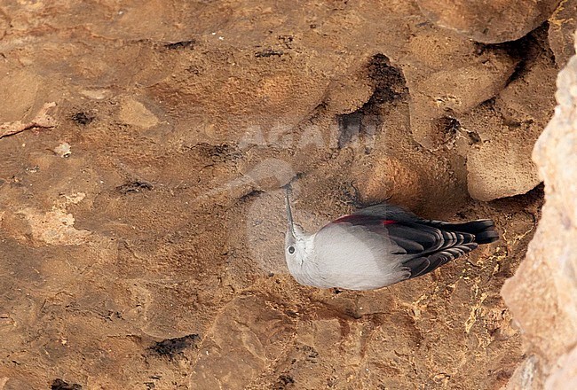 Wallcreeper (Tichodroma muraria) Spain  November 2017 stock-image by Agami/Markus Varesvuo,