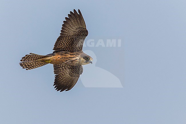 Eleonora's Falcon (Falco eleonorae), light morph adult in flight stock-image by Agami/Saverio Gatto,