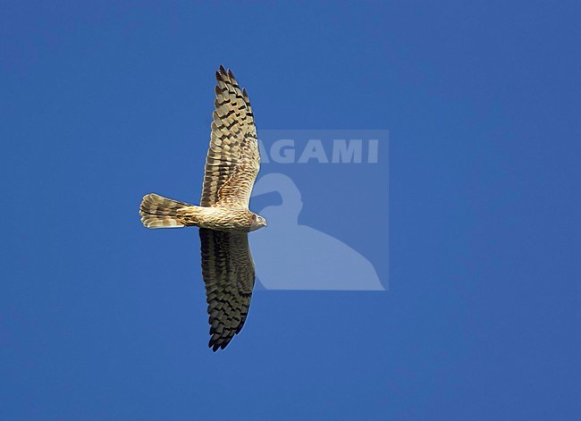 Montagu's Harrier Estonia
Niittysuohaukka 
Circus pygargus stock-image by Agami/Tomi Muukkonen,