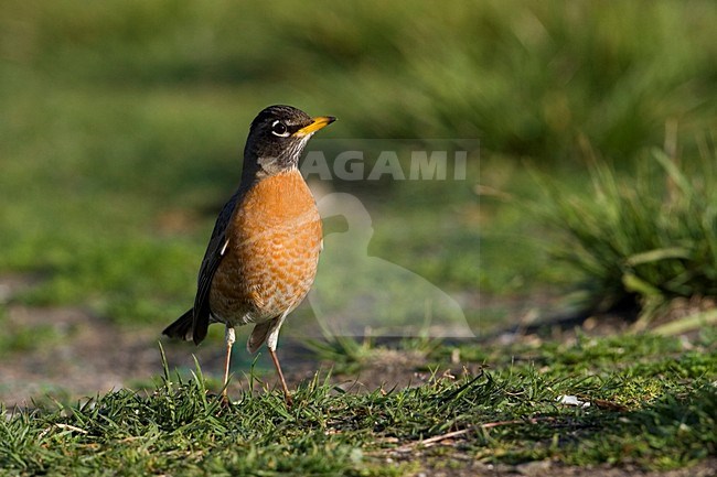 Roodborstlijster staand op grond; American Robin perched on ground stock-image by Agami/Martijn Verdoes,