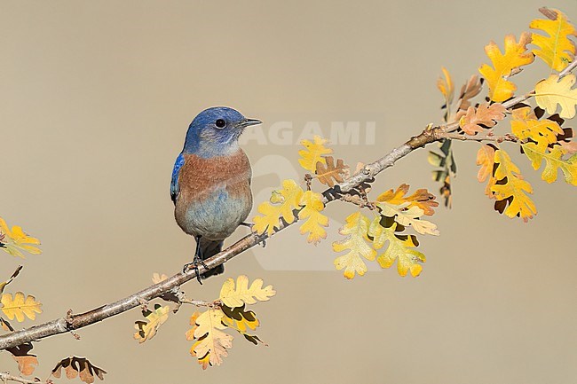 Adult male
Santa Barbara Co., CA
November 2022 stock-image by Agami/Brian E Small,