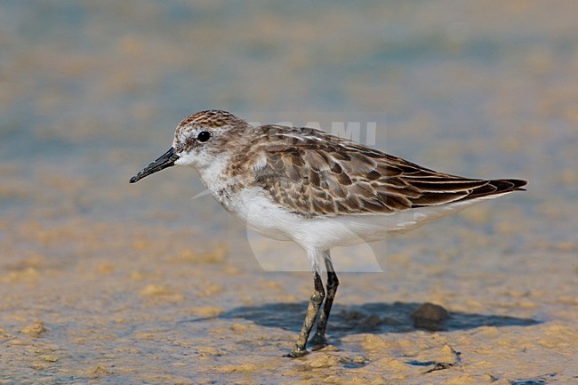 Foeragerende Kleine Strandloper; ForagingLittle Stint stock-image by Agami/Daniele Occhiato,